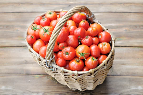 Tomatoes crop — Stock Photo, Image