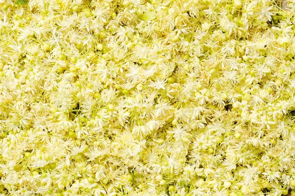 Flores de tilo — Foto de Stock