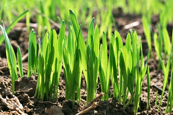 Verde trigo — Foto de Stock
