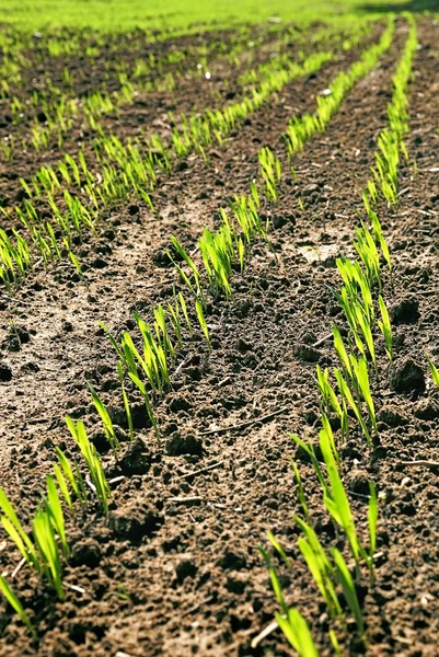 Rows of whea — Stock Photo, Image