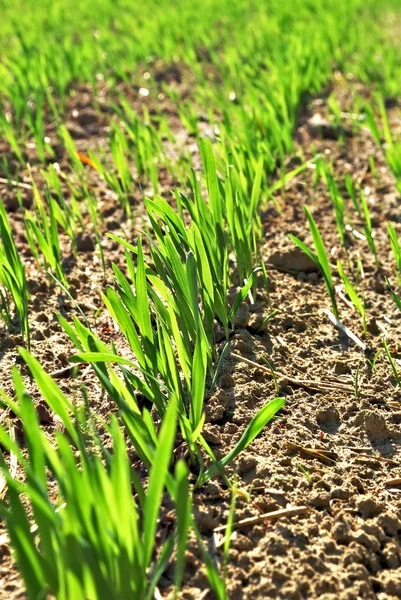 Rijen van jonge tarwe. — Stockfoto