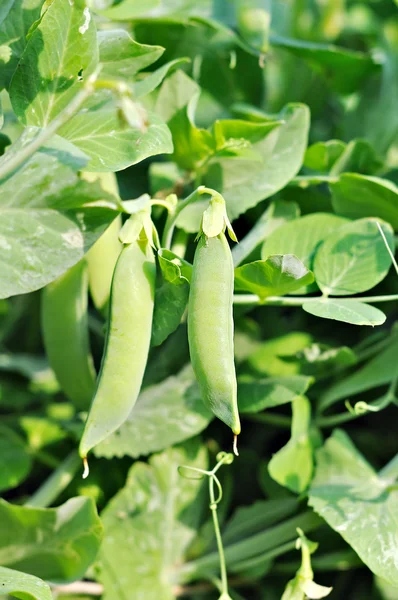 stock image Pods of peas.