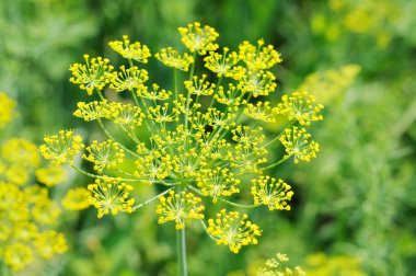 Dill flower clipart