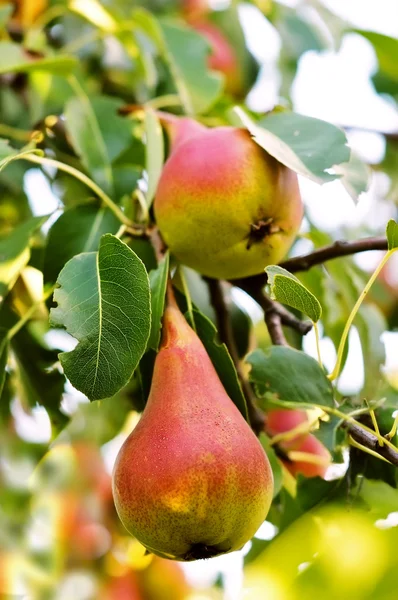 stock image Pear garden