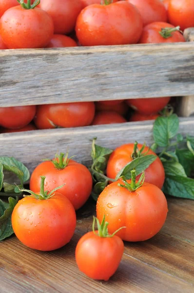 Tomater i en låda. — Stockfoto