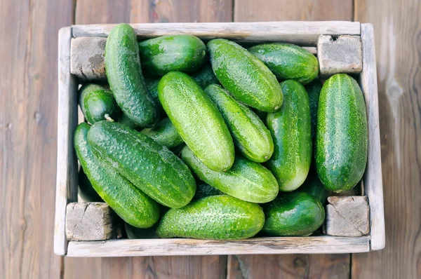 stock image Cucumbers