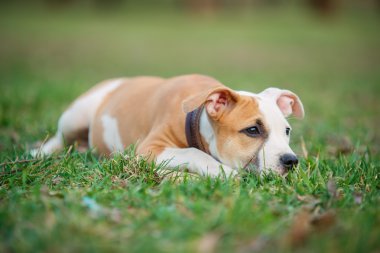 Amerikan Staffordshire Terrier köpeği.