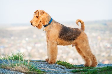 Airedale terrier