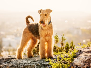 Airedale terrier clipart
