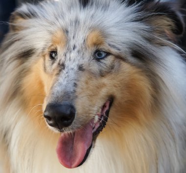 Shetland Sheepdog clipart