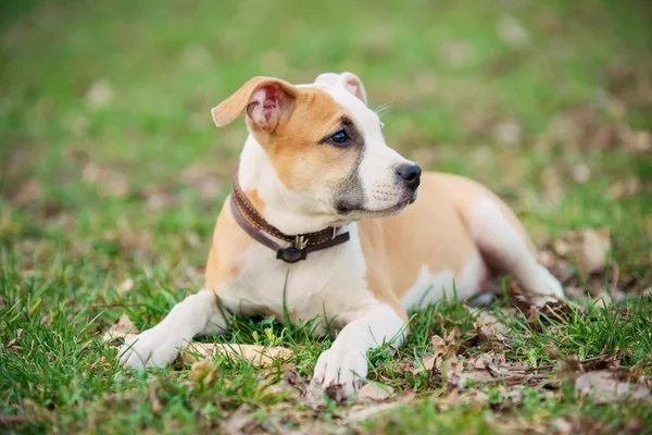 Anjing terrier Amerika staffordshire — Stok Foto