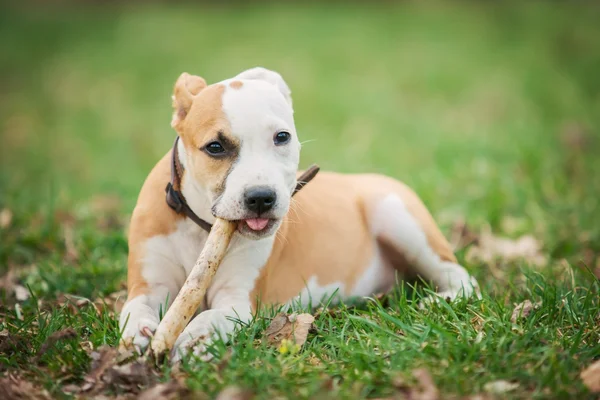 American Staffordshire terrier puppy — Stock Photo, Image