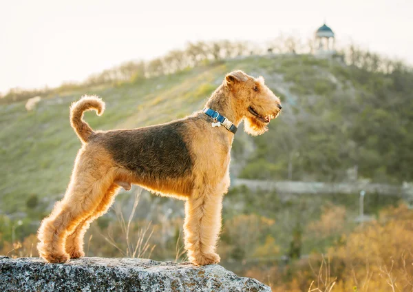 Airedale terrier — Stok fotoğraf