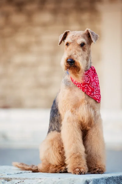 Terrier airedale — Fotografia de Stock
