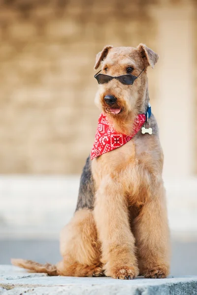Terrier Airedale — Photo
