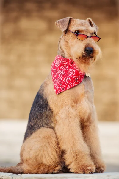 Airedale terrier — Stok fotoğraf