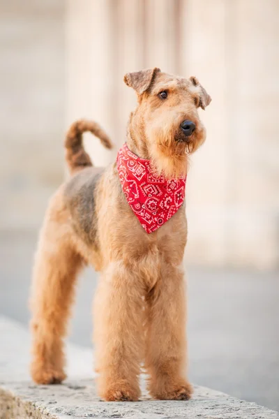 Airedale Terrier — Stockfoto