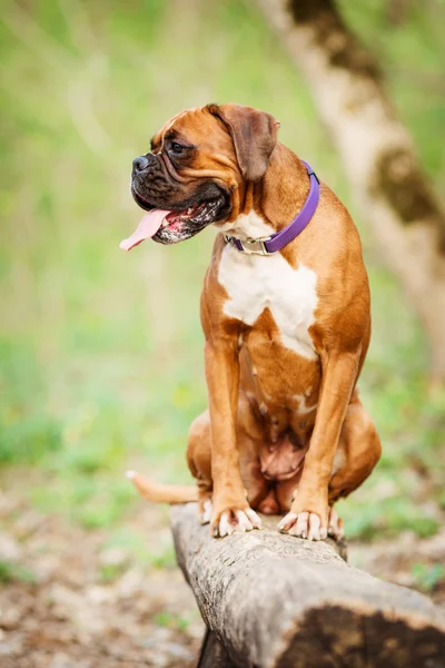 Boxer câine — Fotografie, imagine de stoc
