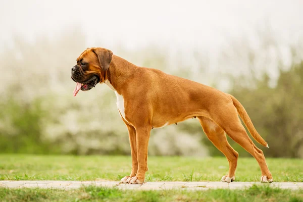 Anjing Boxer — Stok Foto