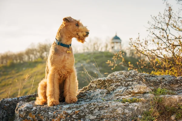 Airedale terrier Stock Image