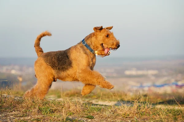 Terrier Airedale Foto Stock Royalty Free