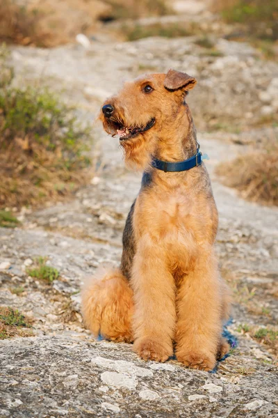 Terrier airedale Fotografias De Stock Royalty-Free