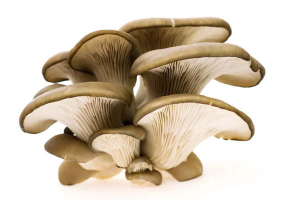 Oyster mushroom — Stock Image Oyster mushroom Stock Photo