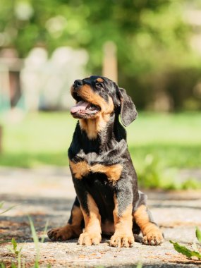 Rottweiler puppy