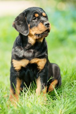 Rottweiler puppy on a grass clipart