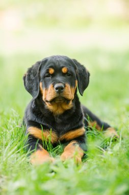 Rottweiler puppy on a grass