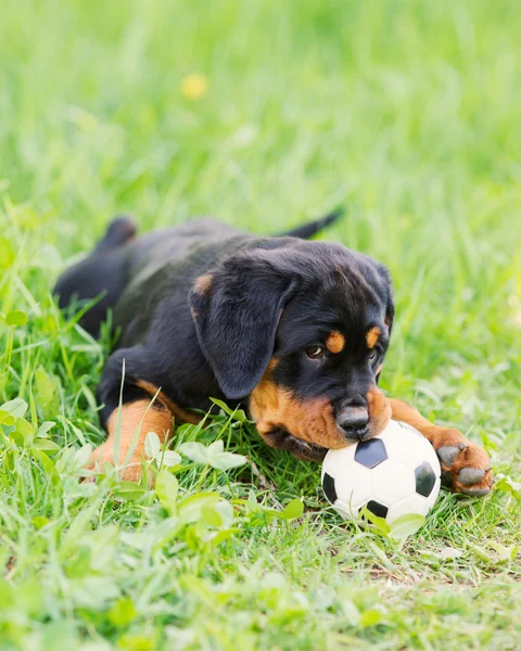Rottweiler szczenię na trawie — Zdjęcie stockowe