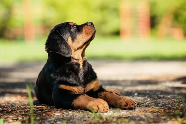 ᐈ Rottweiler Cachorros Imagenes De Stock Fotos Perro Cachorro