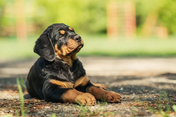 Rottweiler puppy on a playground — Stock Photo, Image