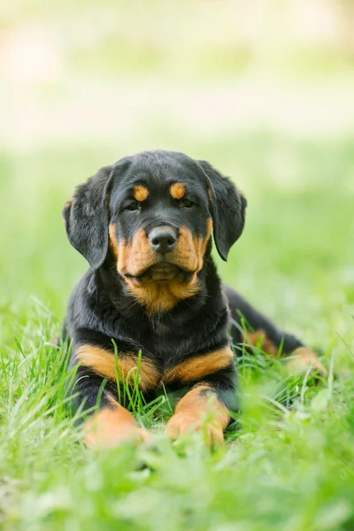 Filhote de cachorro de Rottweiler em uma grama — Fotografia de Stock