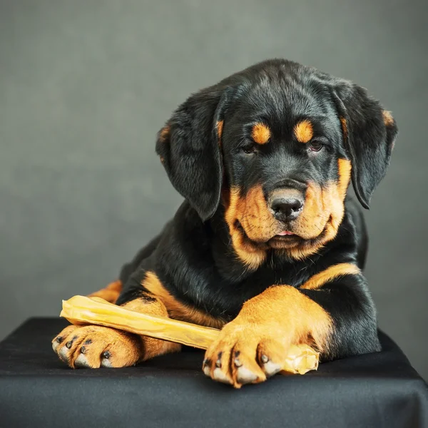 Cucciolo Rottweiler su uno sfondo nero — Foto Stock
