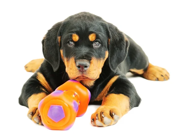 Cachorro Rottweiler sobre un fondo blanco —  Fotos de Stock