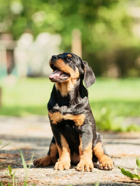 Rottweiler puppy Stock Picture