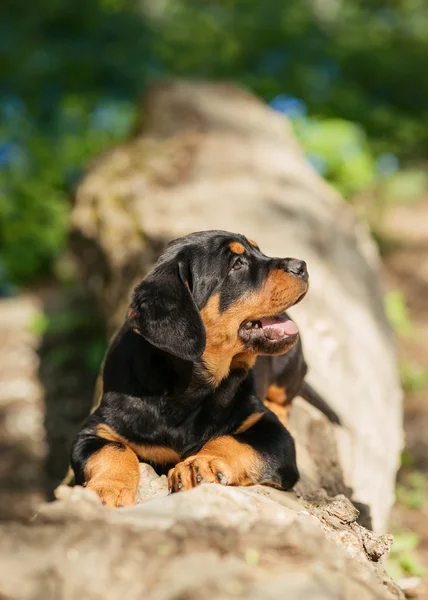 Rottweiler puppy on a trank Stockfoto
