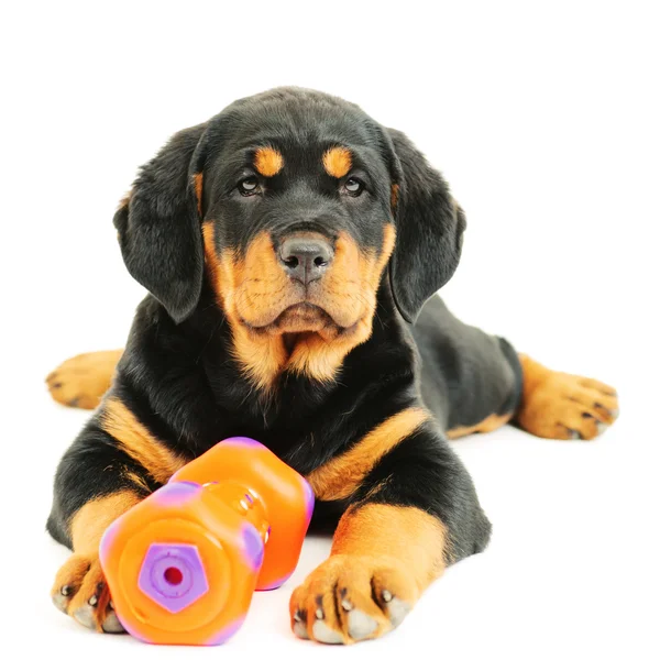 Rottweiler puppy on a whete background Royalty Free Stock Images