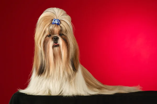 Shih Tzu cão com azul hairpin tiro rosto cheio — Fotografia de Stock