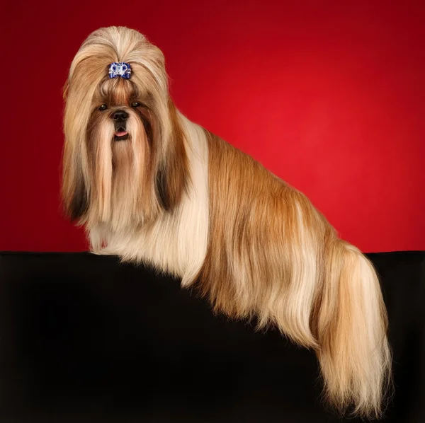 Shih Tzu perro con arpina azul sideview —  Fotos de Stock