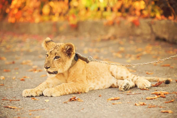 Filhote de leão deitado no chão — Fotografia de Stock