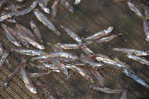 Stock image Dried fish