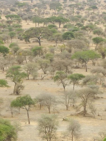 Afrikaanse savanne in tanzania — Stockfoto