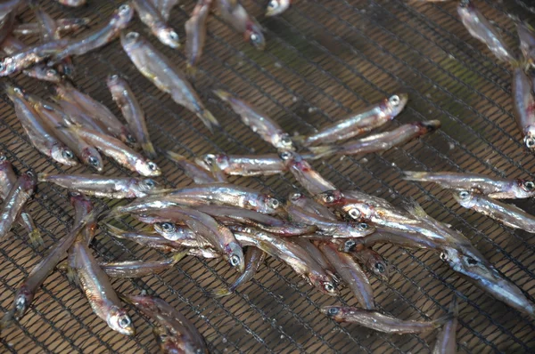 Сушеная рыба Лицензионные Стоковые Фото