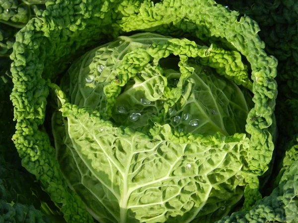 stock image Savoy cabbage