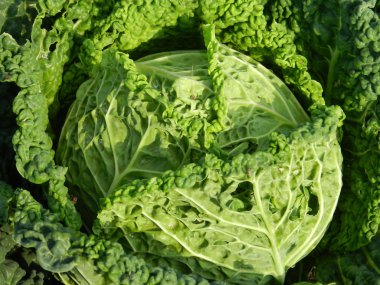 Savoy cabbage clipart