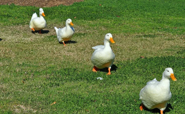 Patos andando em passo de ganso Fotografias De Stock Royalty-Free