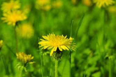 Dandelions çayırda