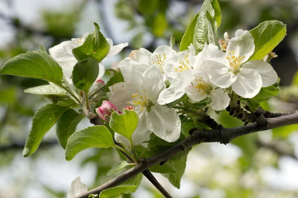 Fiore di mela in primavera — Foto Stock